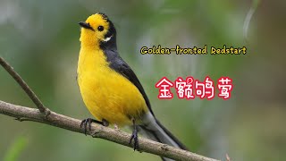 Golden fronted Redstart 金额鸲莺 [upl. by Aicemed]