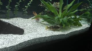 Caribsea African Cichlid Mix Sahara Sand [upl. by Hayikat]