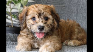 Cavachon Puppies for Sale [upl. by Assirral]