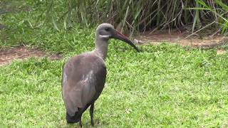 Hadeda Ibis Bostrychia hagedash [upl. by Adora684]