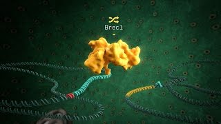 Brec1Recombinase [upl. by Montgomery]