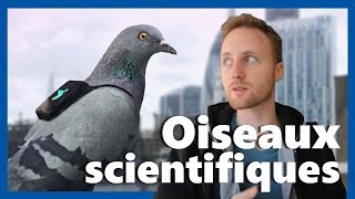 CES OISEAUX SCIENTIFIQUES ANNEXE [upl. by Llenra739]