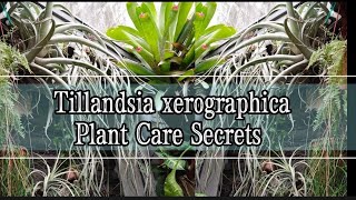 How I can Save my Tillandsia Xerographica amp other species 14 Reasons Why my Airplants Almost Died [upl. by Gurango]