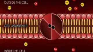 transport across the cell membrane super final [upl. by Liamaj]