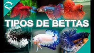 TIPOS DE BETTAS  todas la variedades de peces bettas  Por Aleta y por Color  Lima  Perú [upl. by Brody]