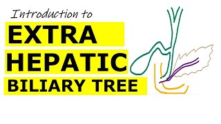 Chp22  Introduction to EXTRAHEPATIC BILIARY APPARATUS  BDC Vol2  Dr Asif Lectures [upl. by Petulia]