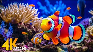 Aquarium 4K VIDEO ULTRA HD 🐠 Beautiful Coral Reef Fish  Relaxing Sleep Meditation Music [upl. by Vincentia]