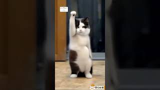 Funny animals video 🤣😂 CUTE animals dance video 😍 The Dramatic cats dogs dance 😂🤣😻🐶shortsfeed [upl. by Arihas]