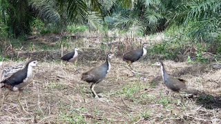 jerat ruak di perkebunan sawit part 2 bird trap [upl. by Odraccir976]