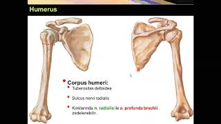 Humerus Yüksel AYDAR [upl. by Amsirak]