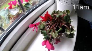 Recovering persian cyclamen timelapse [upl. by Bradan]