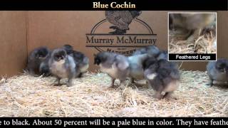 Blue Cochin Chicks [upl. by Izabel860]