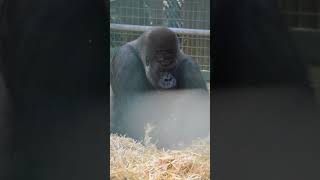 Silverback Gorilla at Howletts gorilla silverbackgorilla howletts animals daysout shorts [upl. by Younger]