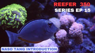 Redsea Reefer EP 15 Naso Tang Introduction and Acro STN [upl. by Funk794]