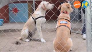 Más que mascotas  Programa Terapias en la Prisión Valdemoro [upl. by Hermie342]