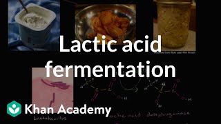 Lactic acid fermentation  Cellular respiration  Biology  Khan Academy [upl. by Attenoj]