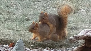 Squirrels playing in the backyard 🐿 [upl. by Ydak601]