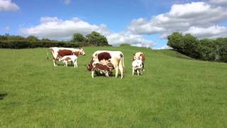 Irish Moiled Cattle [upl. by Mashe]