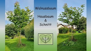 Walnussbaum Schnitt und Hausbaum EinHerzfürStreuobstwiesen [upl. by Negam]