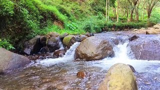 Peaceful Forest River Calming Mountain Stream Sound Beautiful Birds Chirping [upl. by Ahserb235]