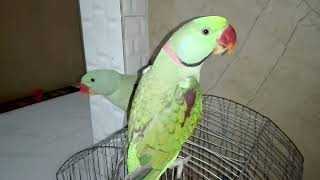 Beautiful Talking Parrot  Alexandrine Parrot [upl. by Greenman607]