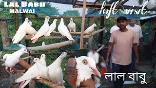 Lalbabu Malwai Pigeon Loft Visit at Suryapur  South 24 Parganas  9903694171 [upl. by Yablon]