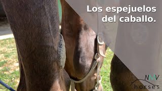 🐴Los espejuelos🐴Morfología del caballo🐴 [upl. by Anead769]