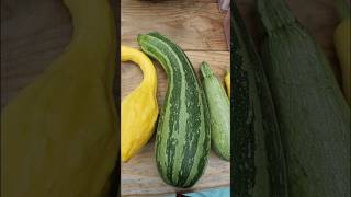 SUMMER SQUASH VARIETIES WERE GROWING THIS YEAR  2024 Connecticut Garden zone6b [upl. by Nosidda]