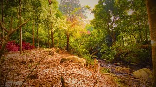 Beautiful nature video of autumn leaves falling along with sound of flowing river water 1080p video [upl. by Dammahom]