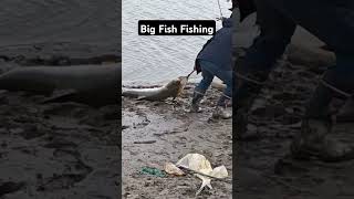 Big fish fishing fishinglife fishtank fisherman fishvideo river aquarium catfish fish [upl. by Wrand]