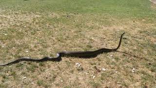 Apodora papuana Papuan Python Periscoping [upl. by Irt]