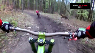 Mira el escalofriante encuentro entre un ciclista y un oso que por poco acaba en tragedia [upl. by Dnesnwot]