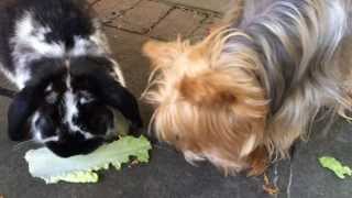 Dog Steals Lettuce from Rabbit [upl. by Yelknirb789]