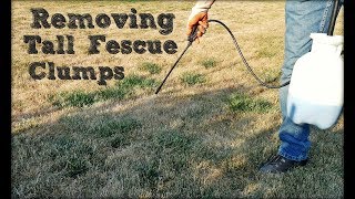 How To Remove Tall Fescue Clumps in Your Lawn [upl. by Otha]