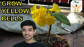 How to Grow Yellow Bells  Tecoma Stans from Cutting [upl. by Harrat]