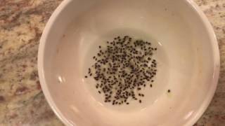 How To Grow a Kiwi Tree or Vine From Seed Days 024 [upl. by Massingill]