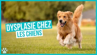 Chien atteint de Dysplasie  causes symptômes et traitements [upl. by Alrats]