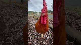 Inspector Rafa cutefarmanimals funnyanimal petchickens rooster viralshort [upl. by Oznole]