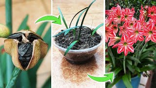 How to Pollinate Amaryllis Lily Flowers to Produce Seeds  Growing Hippeastrum from Seeds [upl. by Henley]