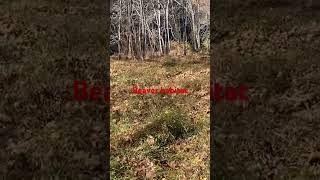 Beaver habitat at Hemlock Gorge dayhikingandherpingdudes m [upl. by Juieta]