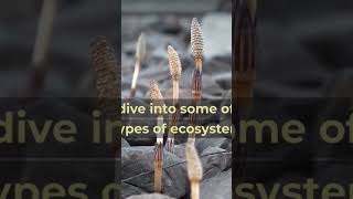 Exploring the Diversity of Ecosystems biodiversity ecologicalbalance [upl. by Gerard]