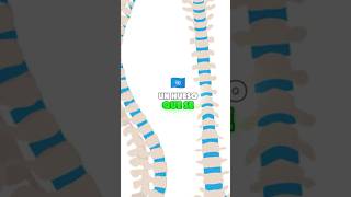 Los vertebrados biologia biology education [upl. by Amsirp]