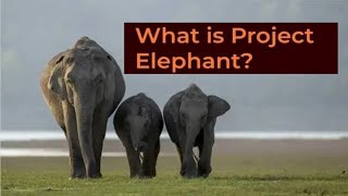 What is Project elephant [upl. by Ingalls163]