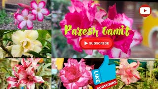 Adinyam Plant  Adinyam Flowers  Multicolor  Adinyam Bonsai  Priti Nursery amp Farm  Paresh Gamit [upl. by Enenaej]