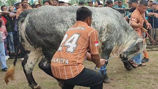 Sapi Monster Mitra Kandang Pedalaman Juara 1 Kelas Belgian Blue Kontes APPSI Lampung [upl. by Mendoza]