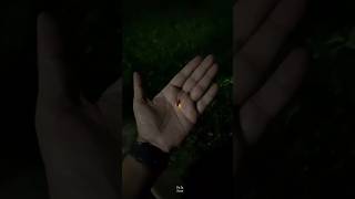 How Fireflies Light Up science sciencefacts [upl. by Dari800]