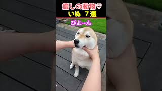 【癒しの犬】SNSでバズった動物かわいい犬動画７選！【Healing Dogs】7 Adorable Dog Videos That Went Viral on Social Media [upl. by Annaear]