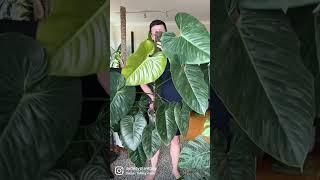 Philodendron sodiroi shorts houseplants indoorplants [upl. by Leahcimsemaj]