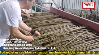 Automatic Fiber Extraction Decorticator for industry hemp jute ramie kenaf [upl. by Toland295]