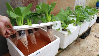 Growing Hydroponic Vegetable Garden at Home  Easy for Beginners [upl. by Einned]